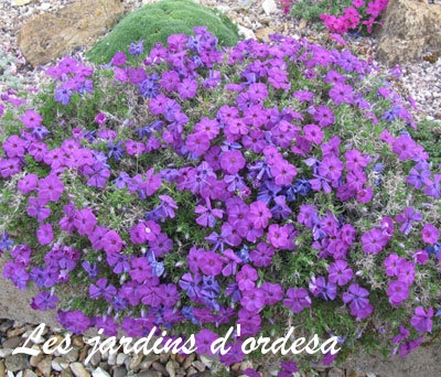 Phlox subulata purple beauty